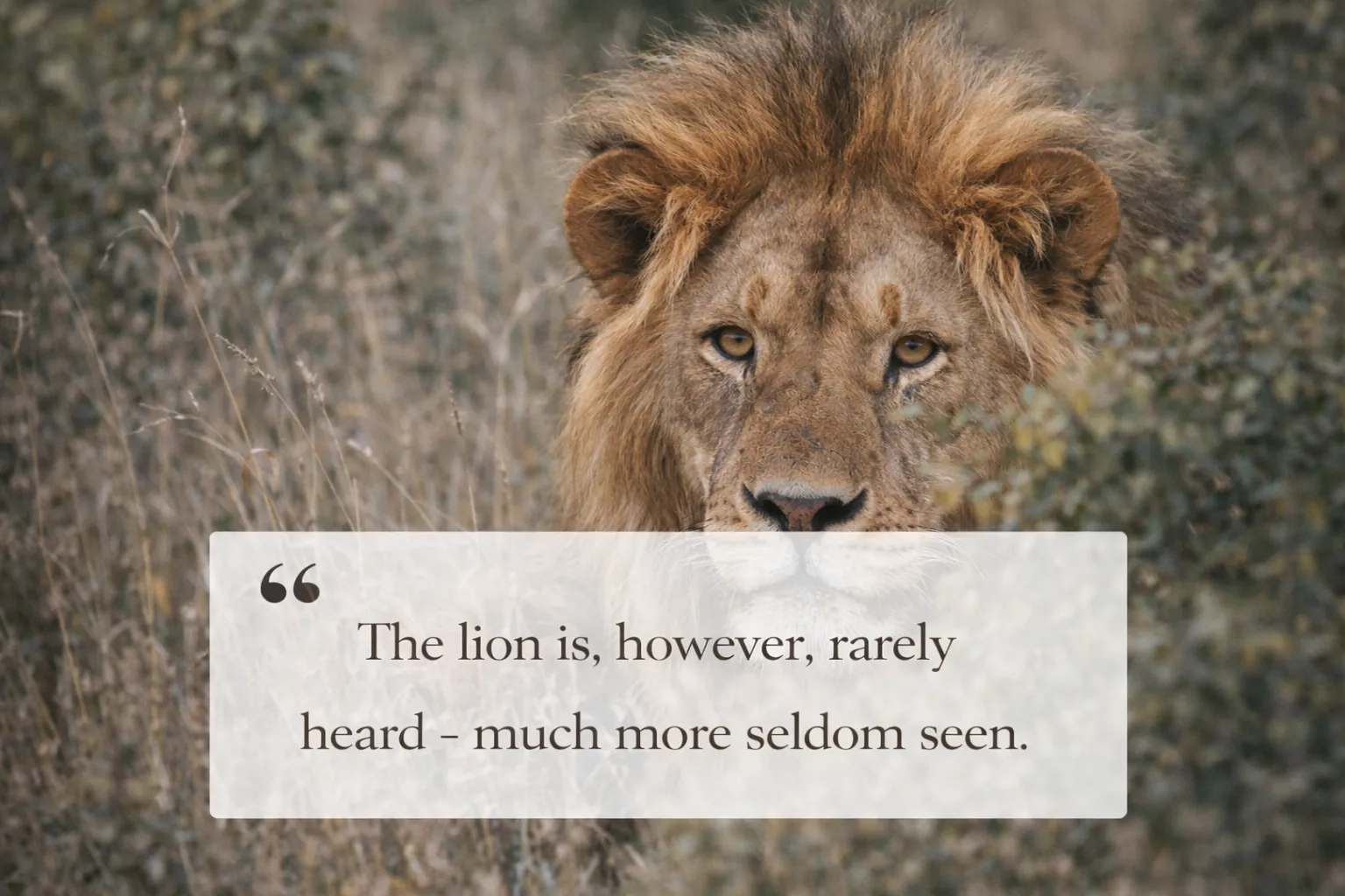 Lion Quotes and Sayings2